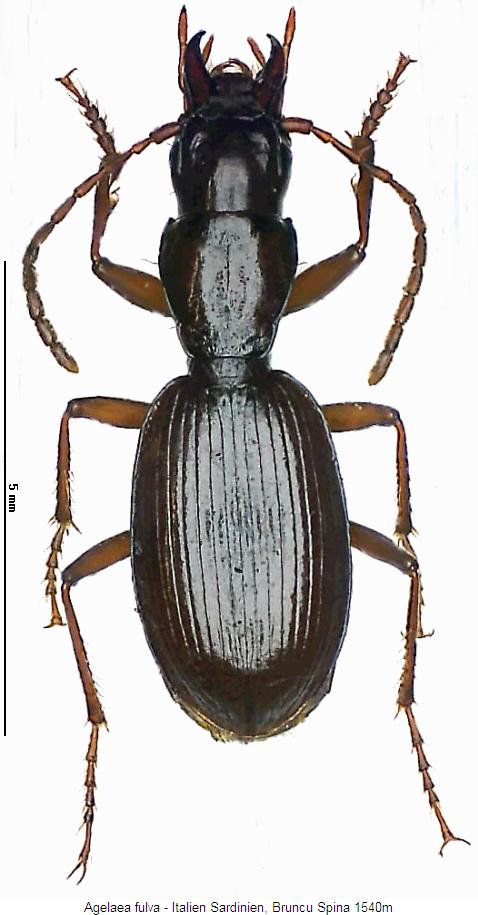 agelaea_fulva_hab.jpg