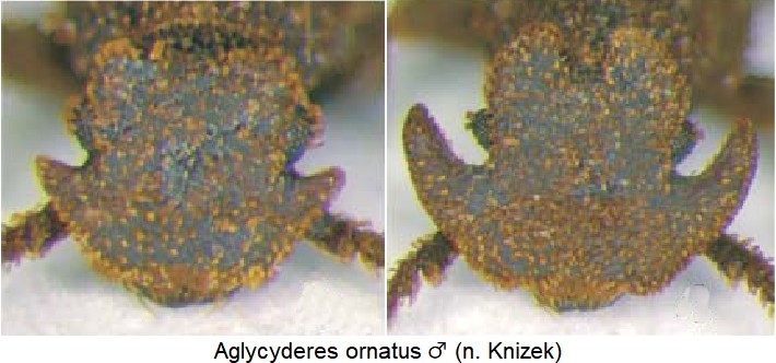 aglycyderes_ornatus_m_k.jpg