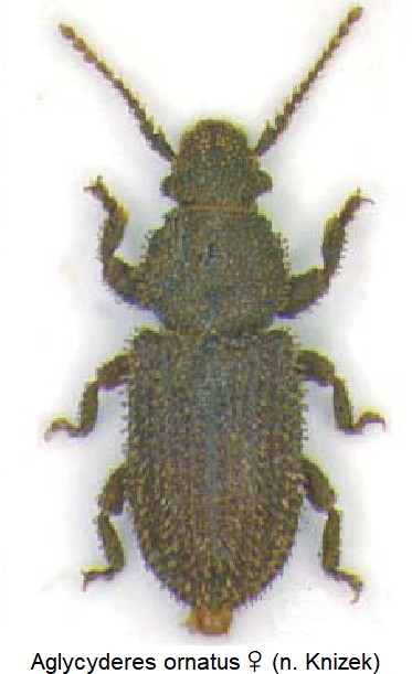 aglycyderes_ornatus_w_hab.jpg