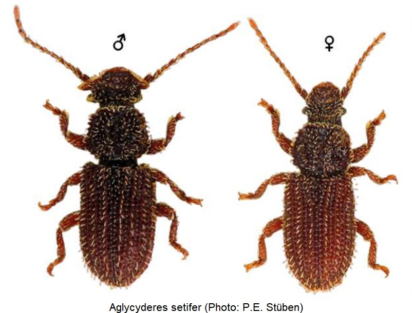 aglycyderes_setifer_hab-1.jpg