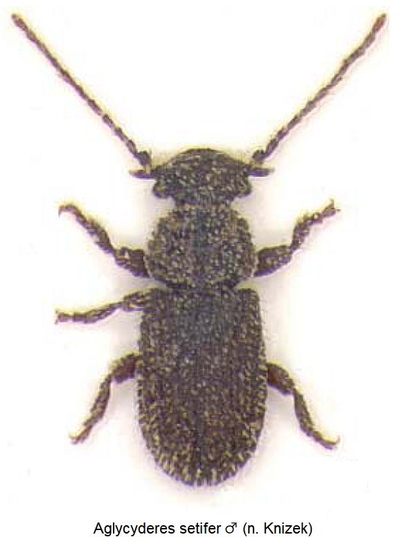 aglycyderes_setifer_hab.jpg