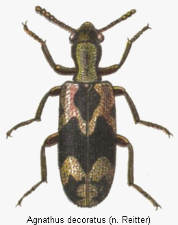 agnathus_decoratus_hab.gif