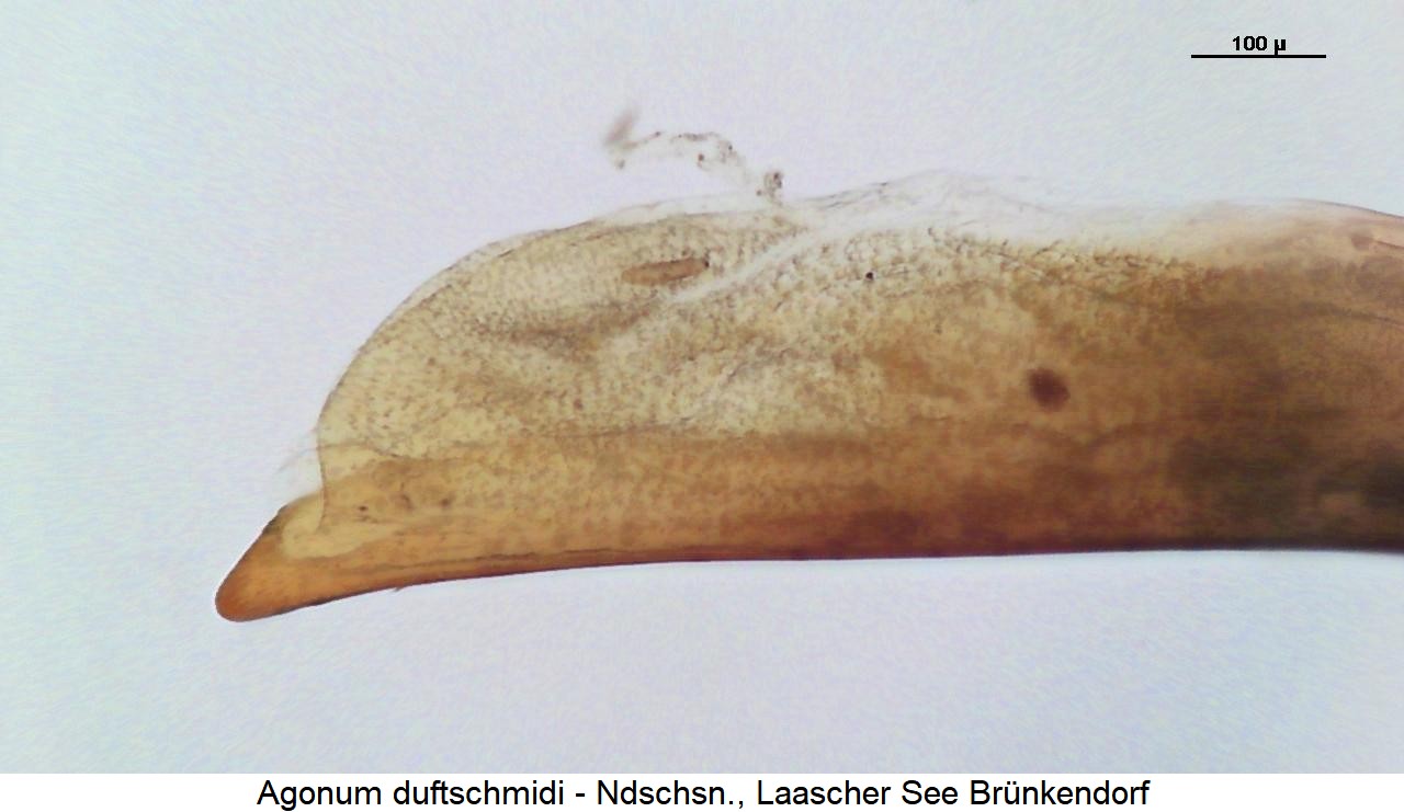 agonum_duftschmiedi1.jpg
