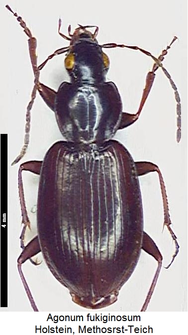 agonum_fuliginosum_hab.jpg