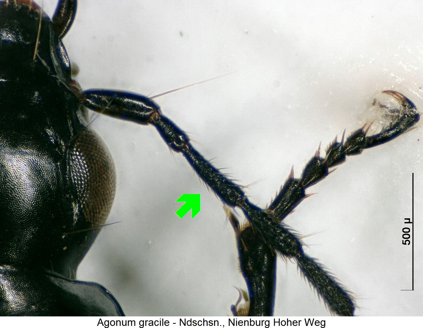agonum_gracile_f.jpg
