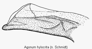 agonum_hylocrita_det.gif