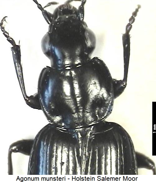 agonum_munsteri_vk.jpg