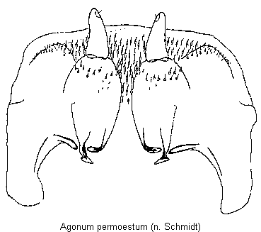 agonum_permoestum_vp.gif