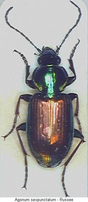 agonum_sexpunctatum_hab.jpg