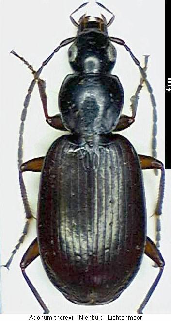 agonum_thoreyi_hab.jpg