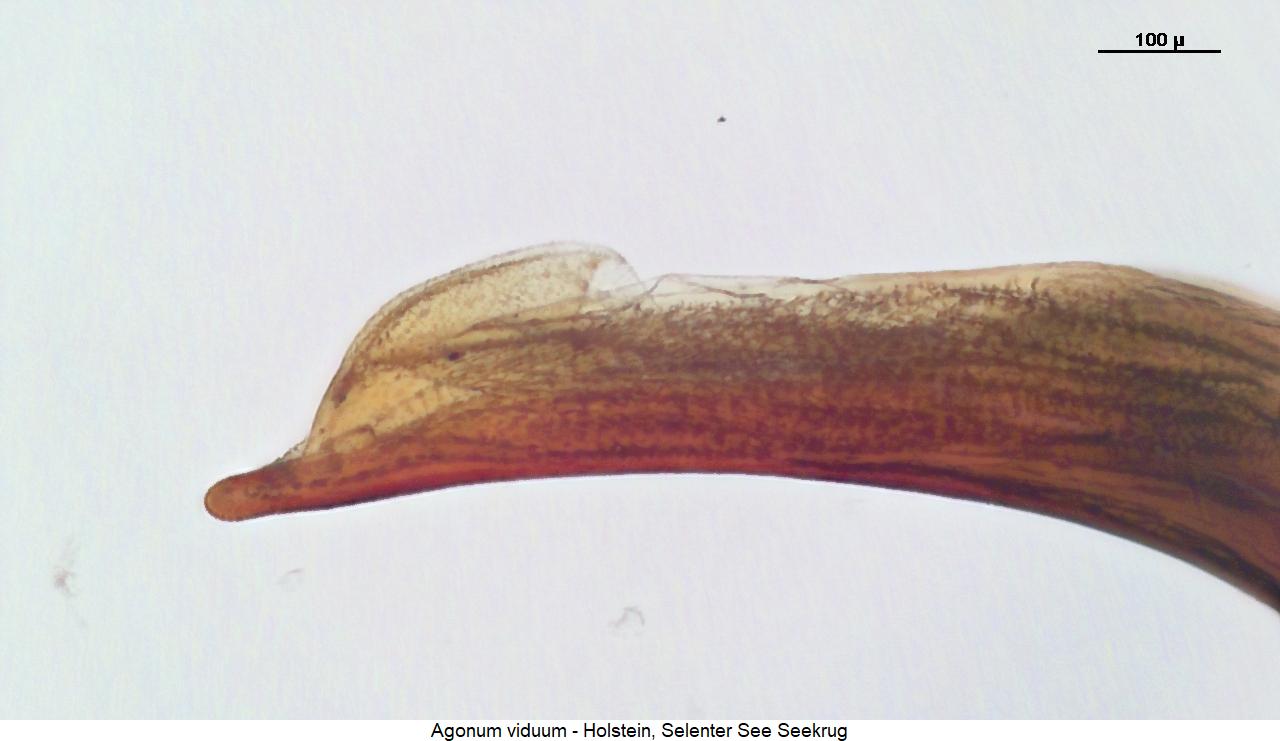 agonum_viduum1.jpg