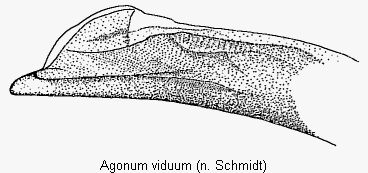 agonum_viduum_det.gif