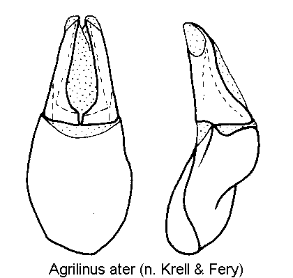 agrilinus_ater.gif