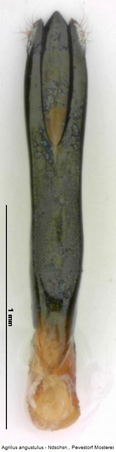 agrilus_angustulus.jpg