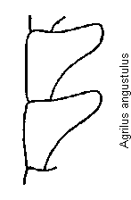 agrilus_angustulus_f.gif