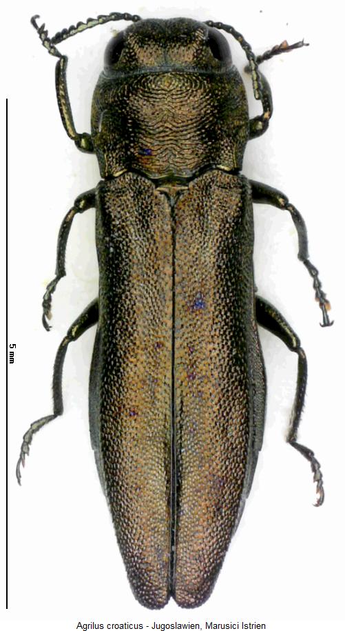 agrilus_croaticus_hab.jpg