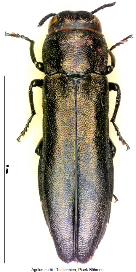 agrilus_curtii_hab.jpg