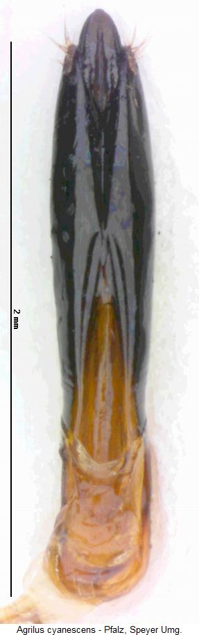 agrilus_cyanescens.jpg