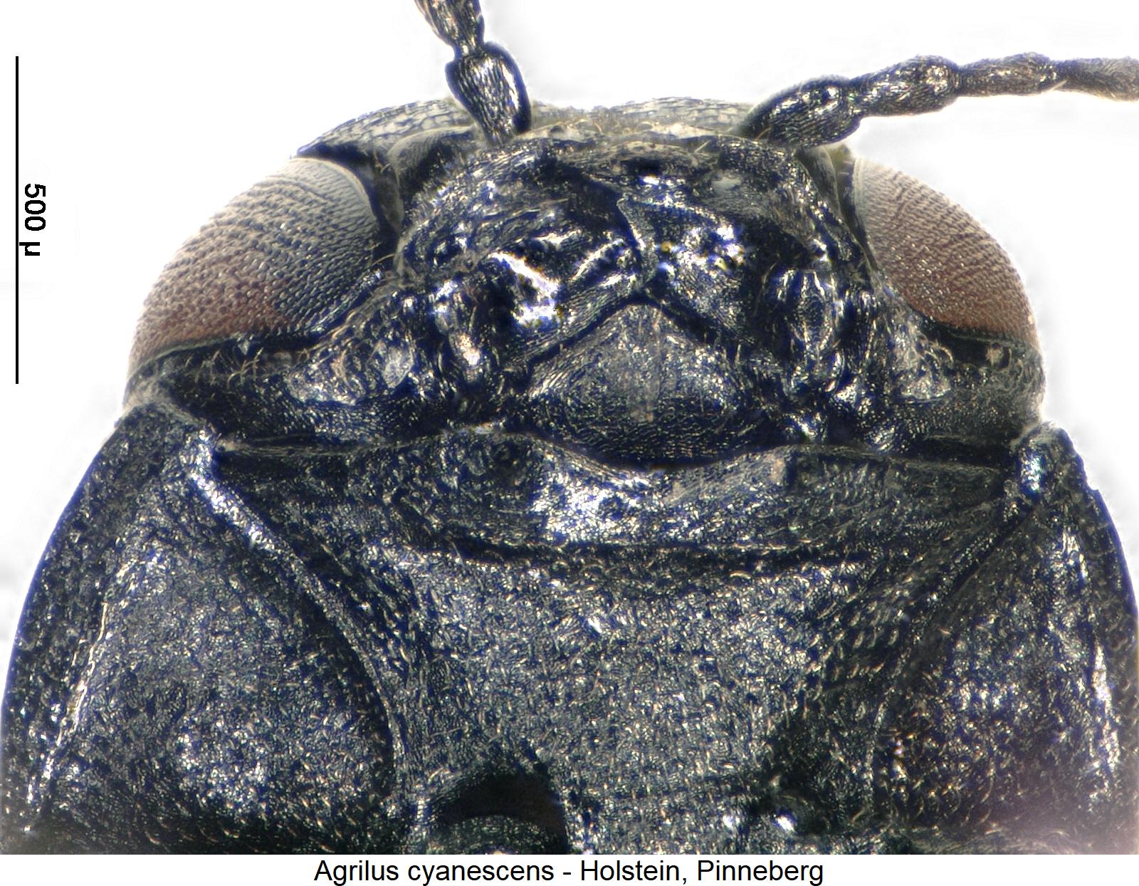 agrilus_cyanescens_ment.jpg