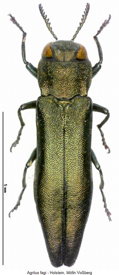agrilus_fagi_hab.jpg