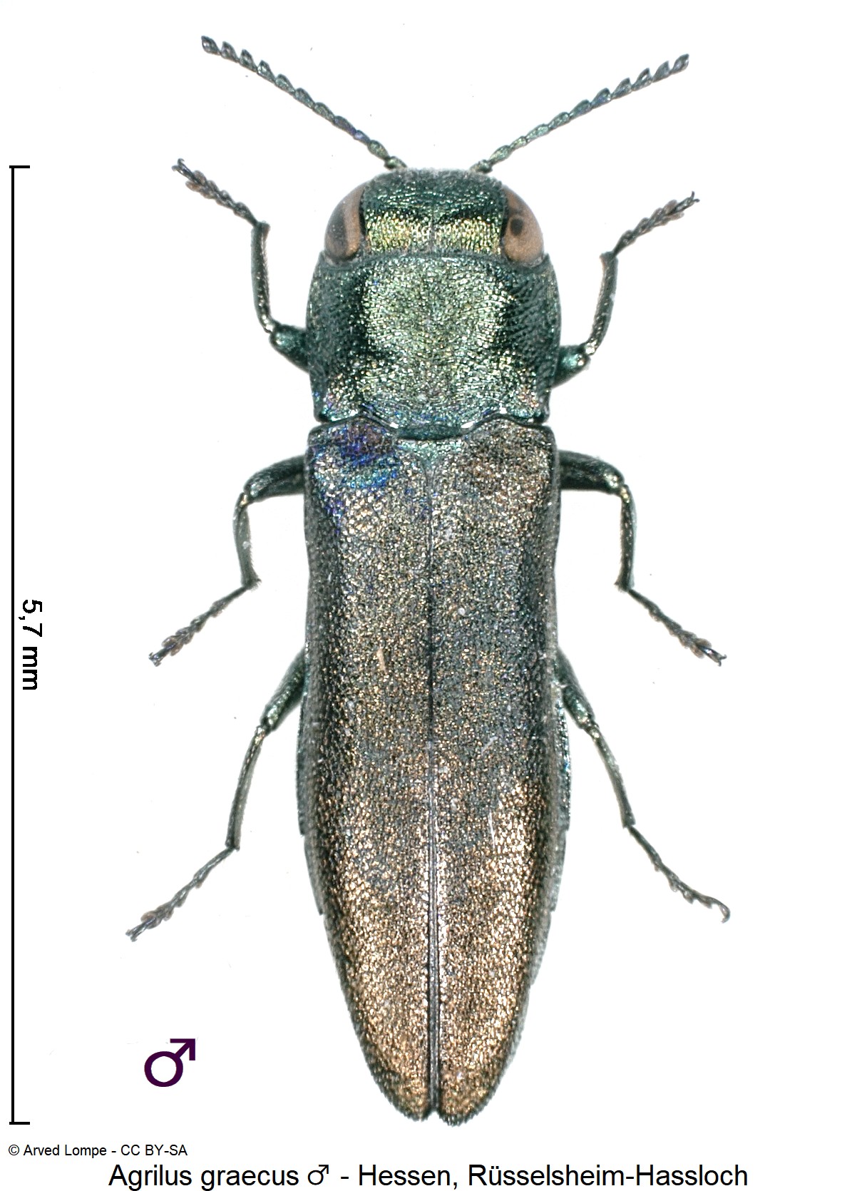 agrilus_graecus_m_hab.jpg