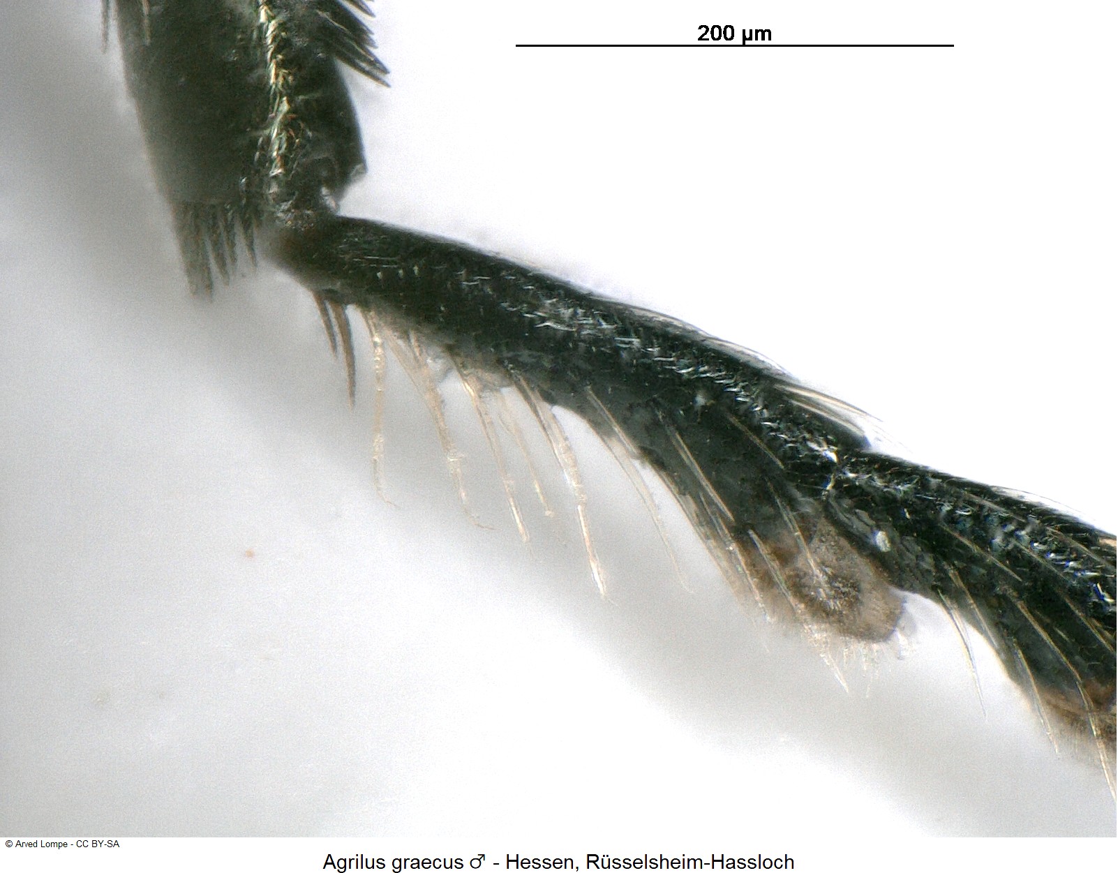 agrilus_graecus_m_htr-1.jpg