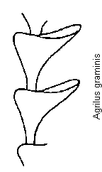 agrilus_graminis_f.gif