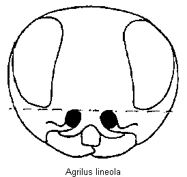 agrilus_lineola_k.gif