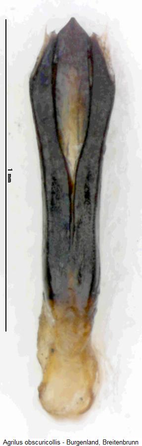 agrilus_obscuricollis.jpg