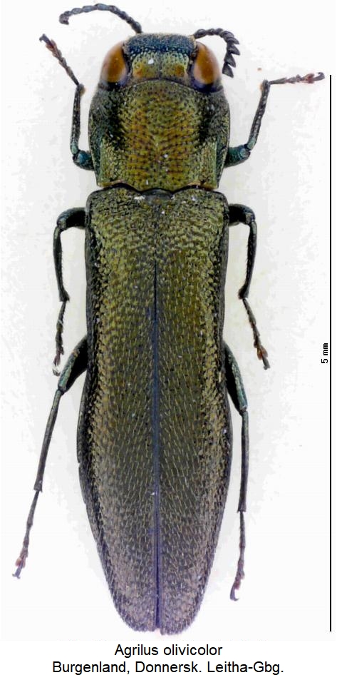 agrilus_olivicolor_hab.jpg