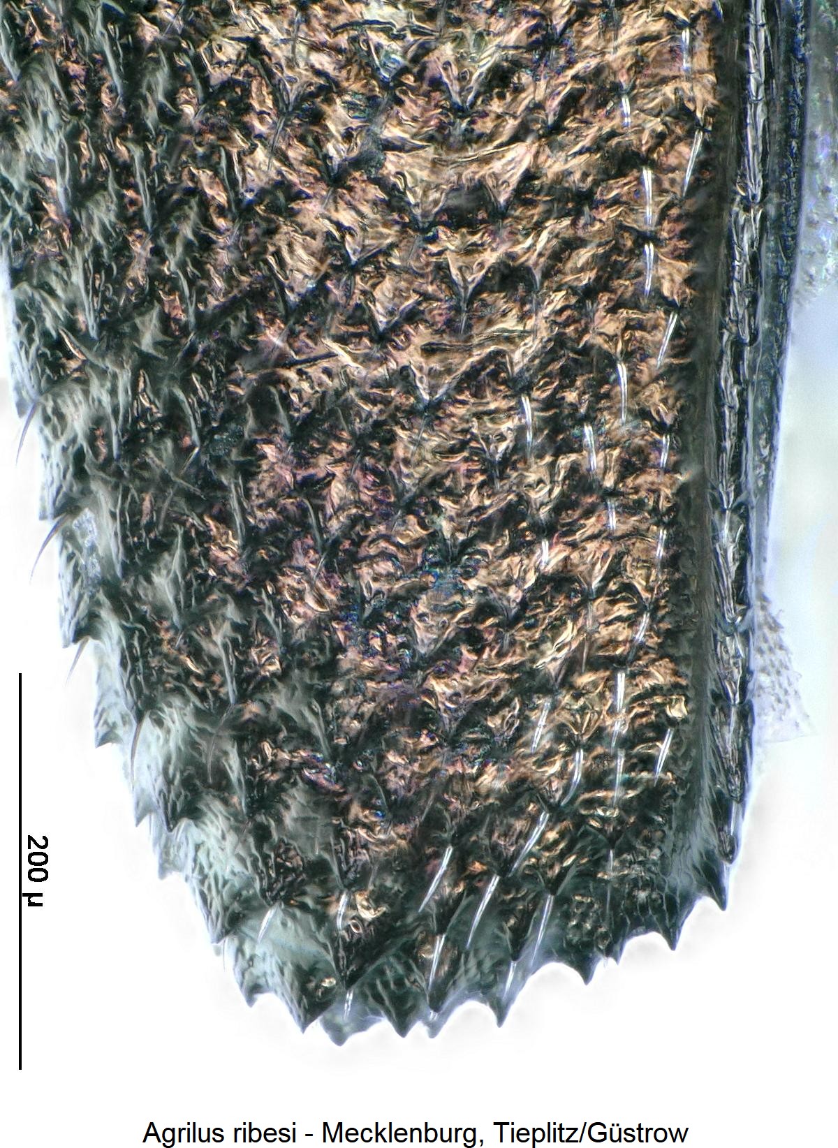 agrilus_ribesi_dec1.jpg