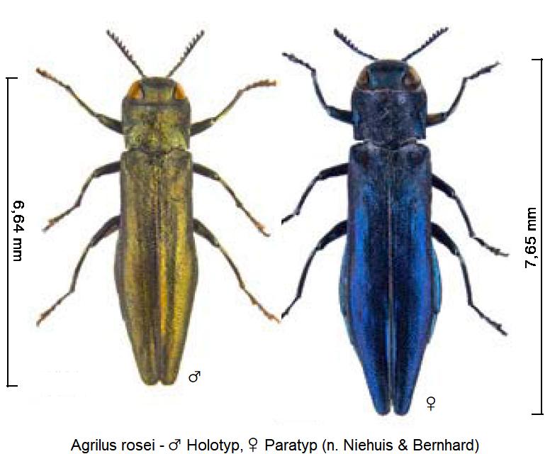 agrilus_rosei_hab.jpg
