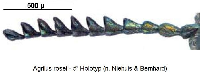 agrilus_rosei_m_f.jpg
