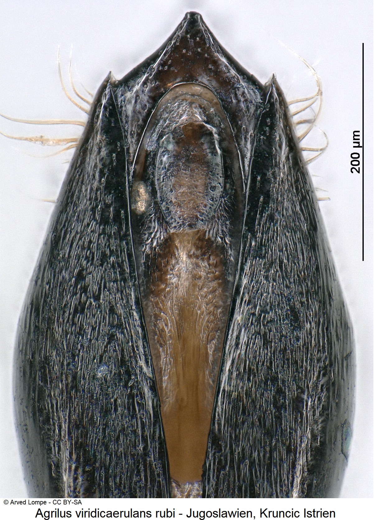 agrilus_rubi_ck7436-1.jpg