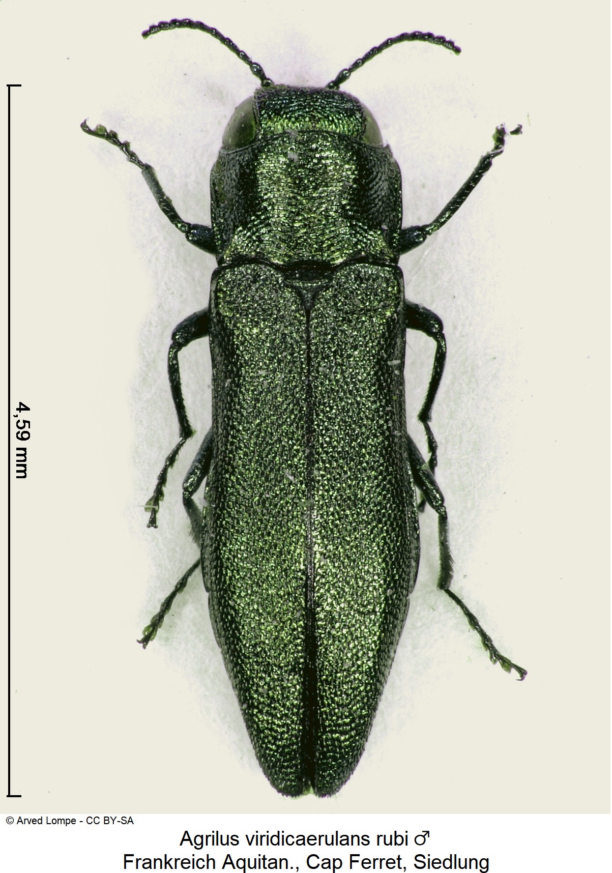 agrilus_rubi_m_hab.jpg