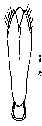 agrilus_salicis.gif