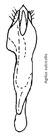 agrilus_sulcicollis.gif