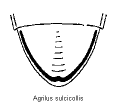 agrilus_sulcicollis_as.gif