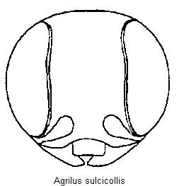 agrilus_sulcicollis_k.gif