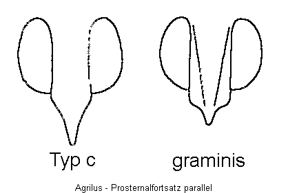 agrilus_vbr2.gif