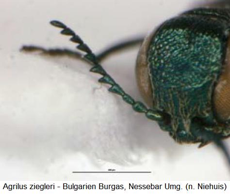 agrilus_ziegleri_k.jpg