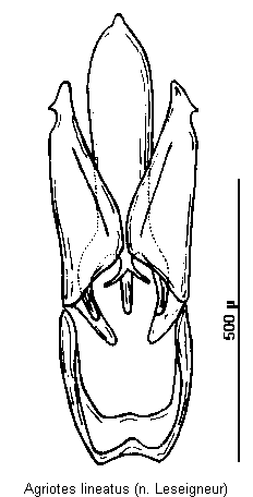 agriotes_lineatus.gif