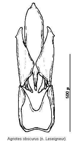 agriotes_obscurus.gif