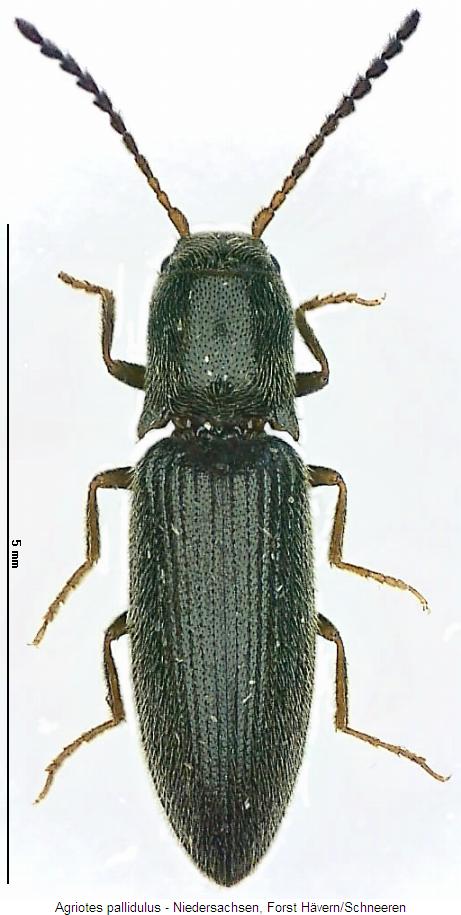 agriotes_pallidulus_hab.jpg