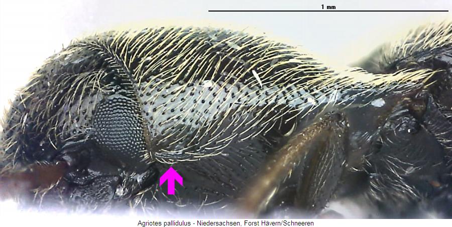 agriotes_pallidulus_k.jpg