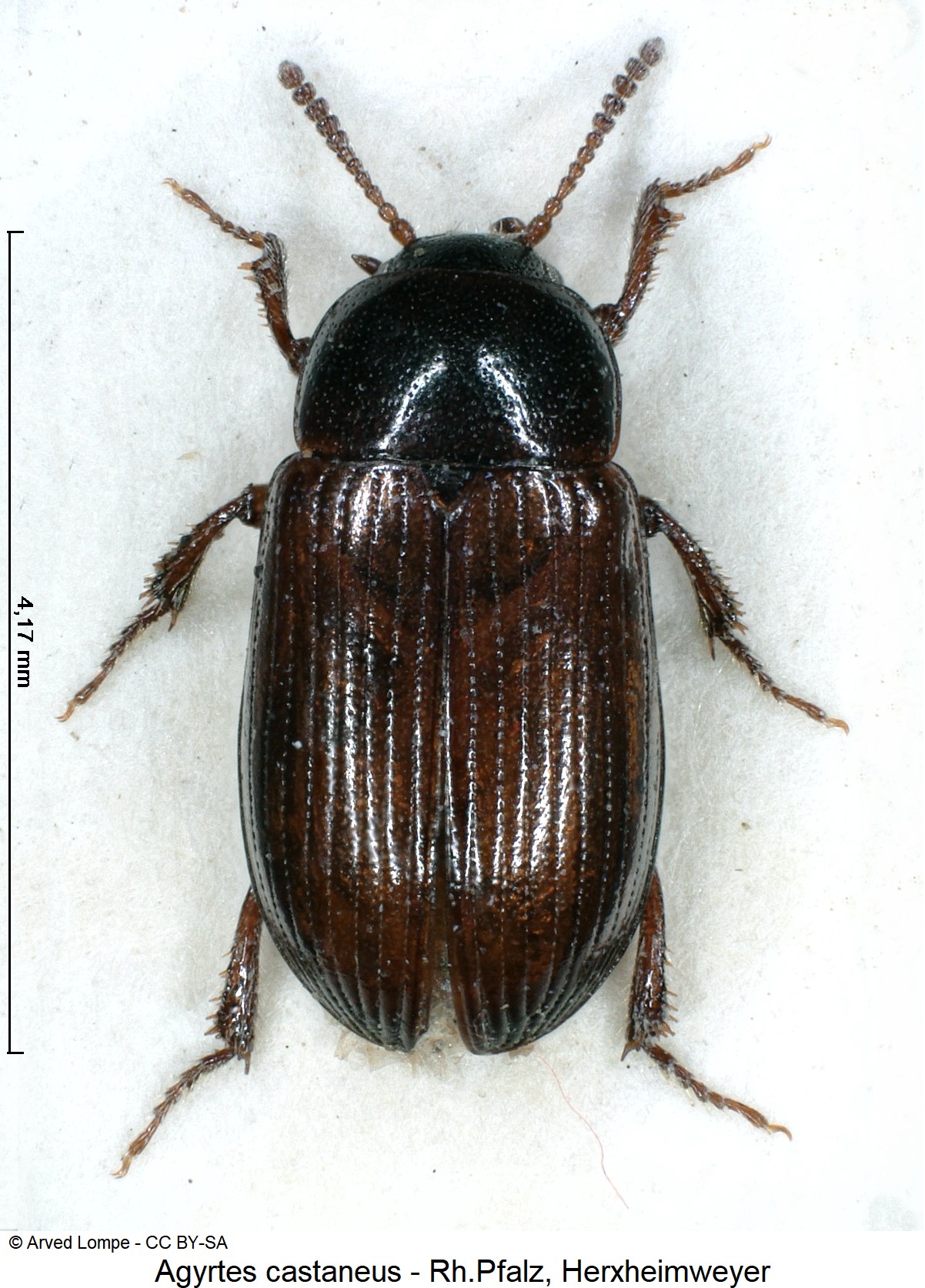agyrtes_castaneus_$3664_hab.jpg