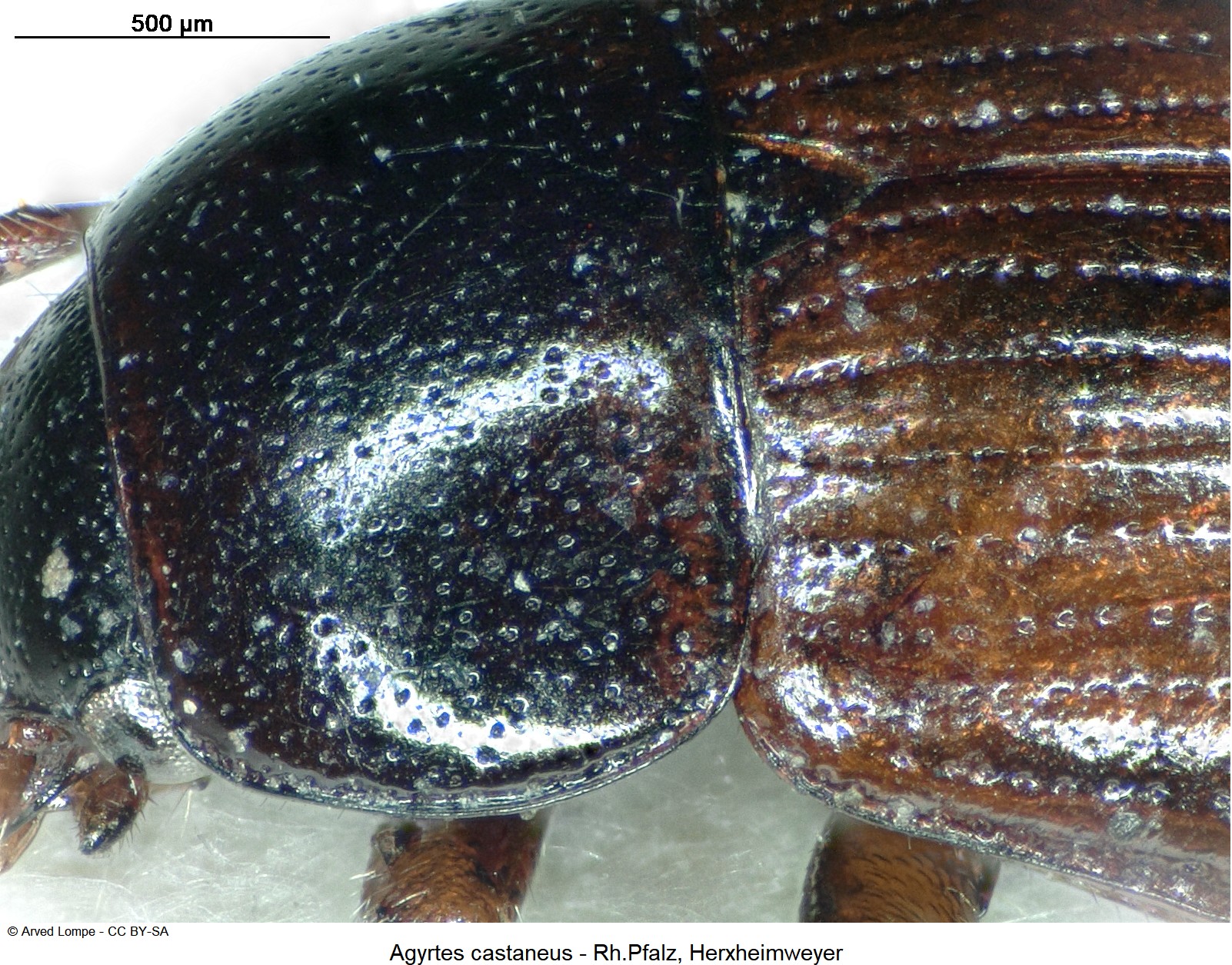 agyrtes_castaneus_$3664_hsch.jpg