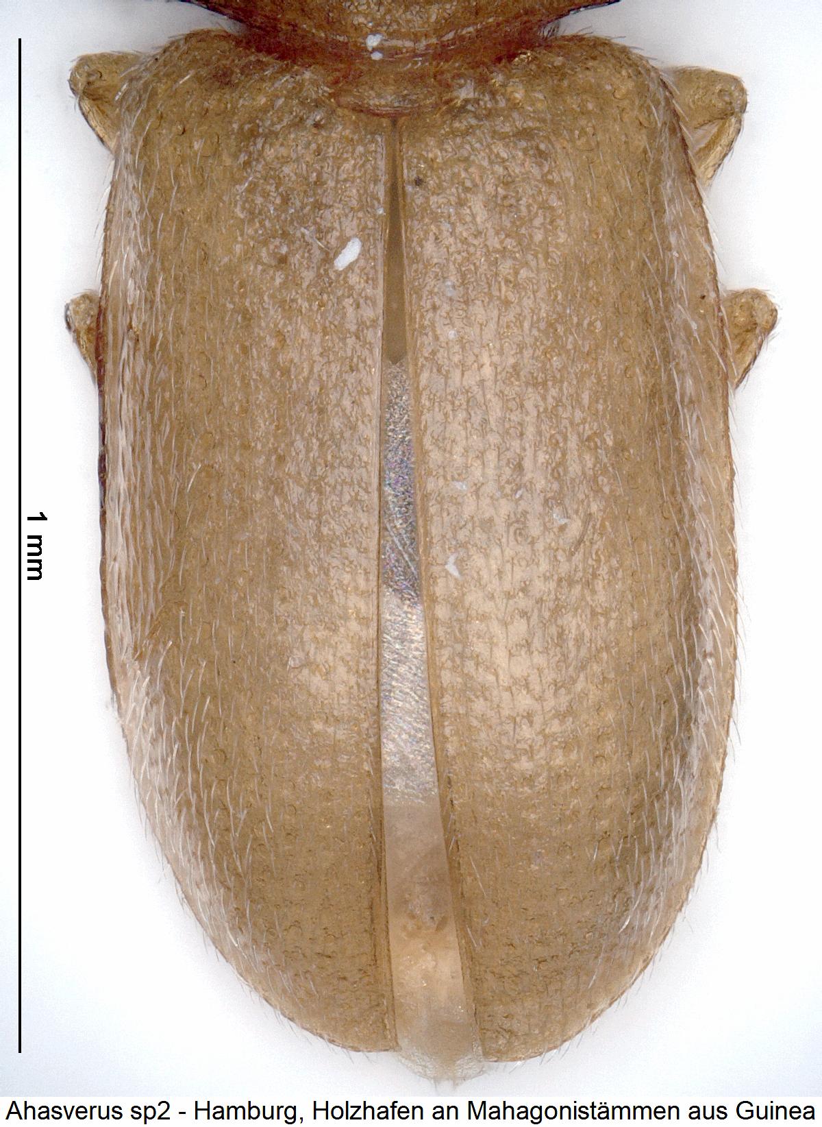 ahasverus_sp2_fld.jpg