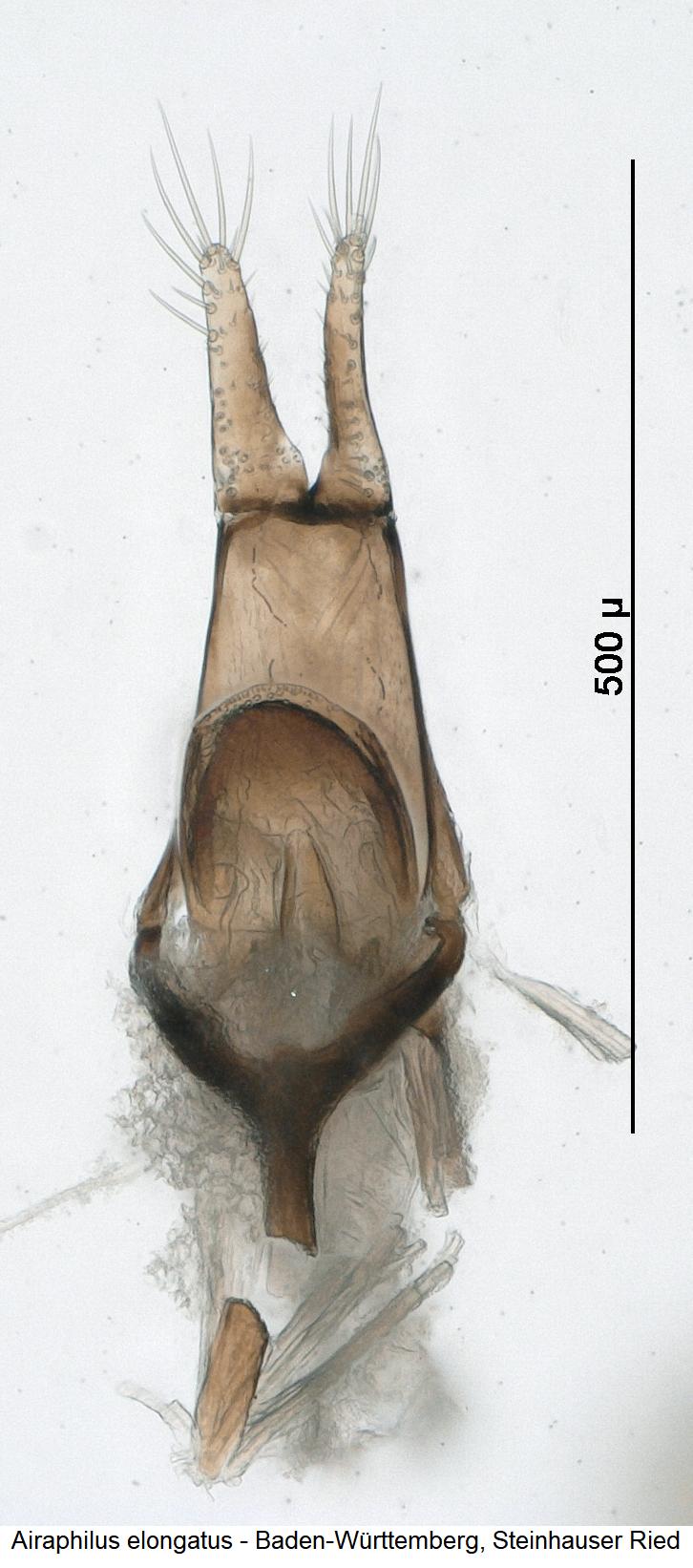 airaphilus_elongatus.jpg