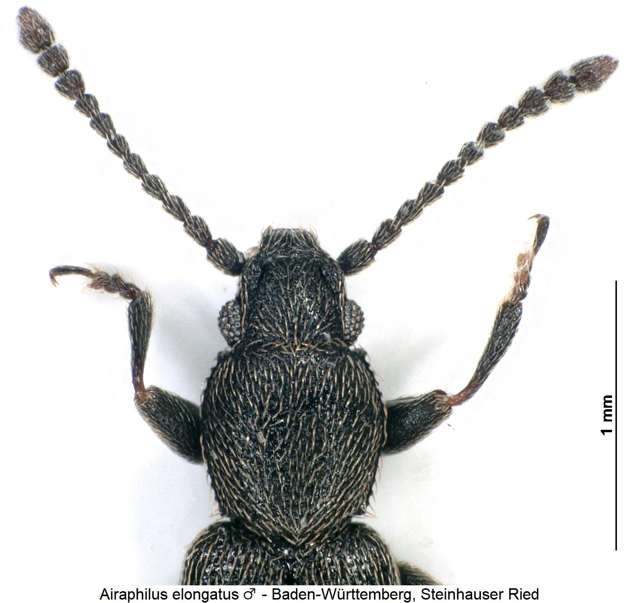 airaphilus_elongatus_m_vk.jpg